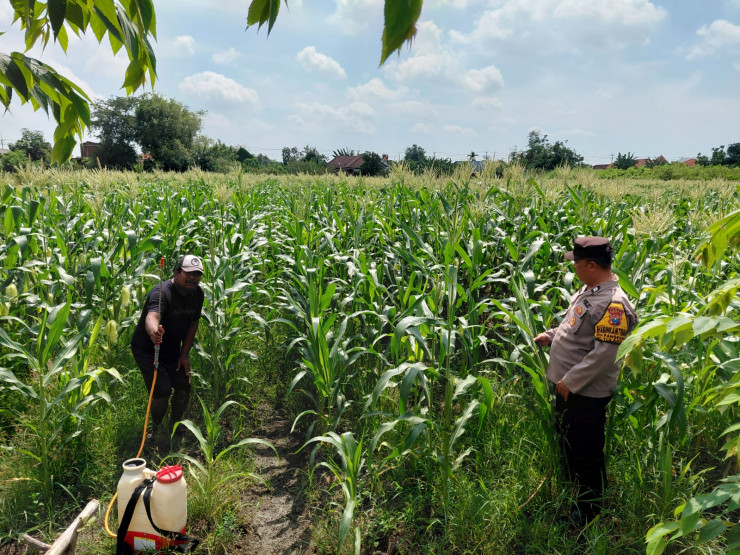 Polsek Tulangan Siapkan Tanaman Jagung untuk Ketahanan Pangan Polresta Sidoarjo