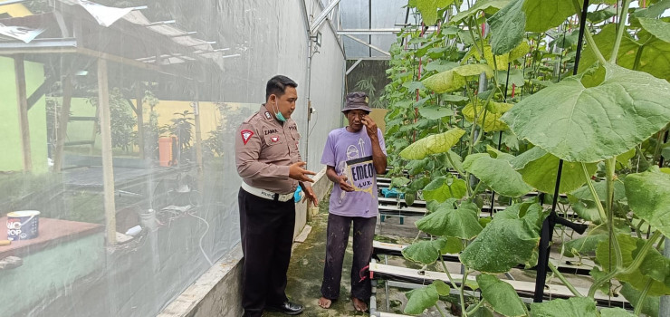 Upaya Masif Ketahanan Pangan, Tanaman Melon Hidroponik di Gempol Klutuk Berkembang Pesat