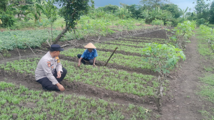 Polisi Sukodono Tinjau Tanaman Sayur di Lahan Pekarangan Pangan Bergizi Desa Suruh