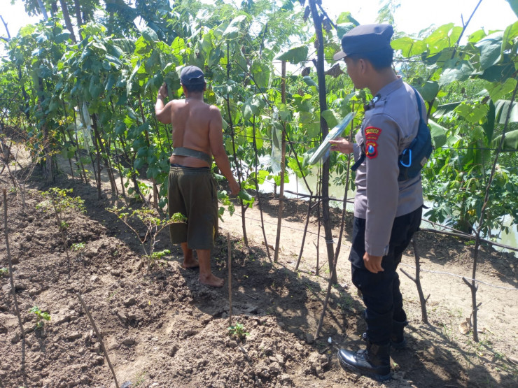Kolaborasi Polisi dan Warga di Kedungsumur: Labu Jadi Andalan Pangan Lokal