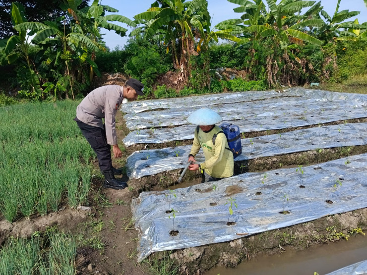 Polsek Tarik Kunjungi Perkebunan Cabai Warga Singogalih, Optimalkan Program Ketahanan Pangan Polresta Sidoarjo