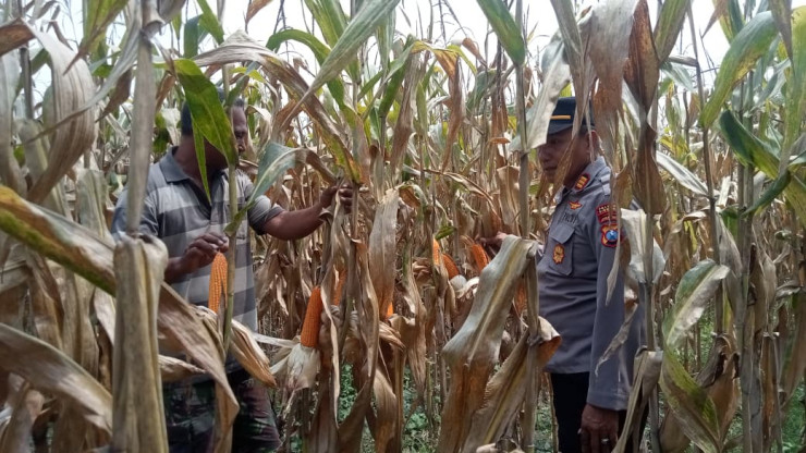 Dorong Swasembada Pangan, Kapolsek Prambon Tinjau Lahan Jagung di Desa Bulang