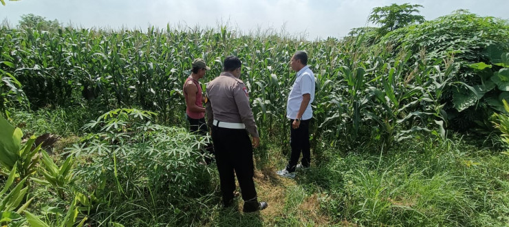Patroli Ketahanan Pangan Polsek Tarik di Perkebunan Jagung Desa Gampingrowo
