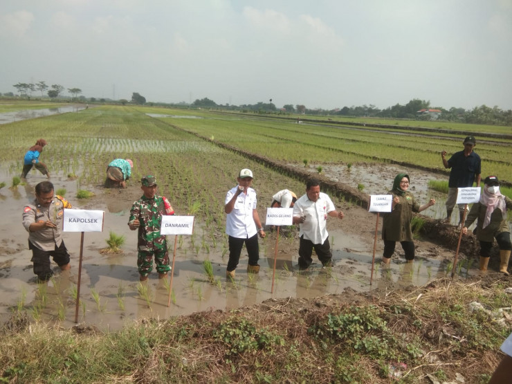 Tiga Pilar di Sidoarjo Kompak Dukung Ketahanan Pangan Nasional Lewat Penanaman Padi Serentak